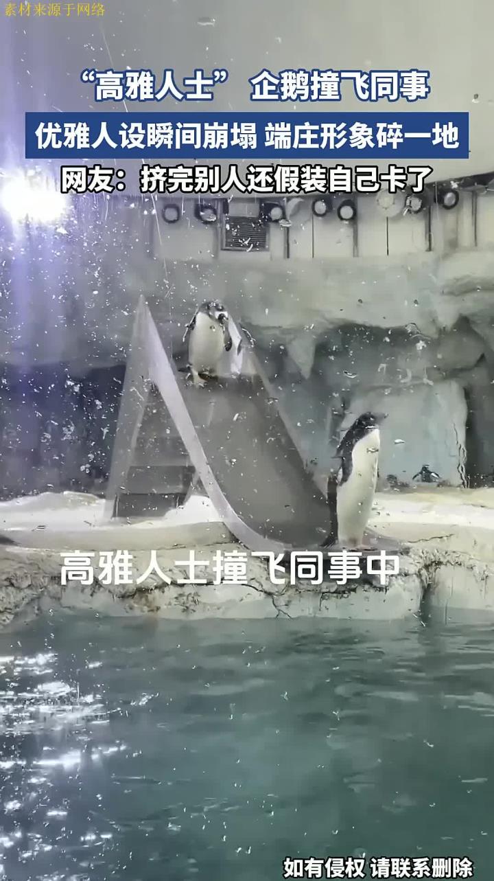 “高雅人士” 企鹅撞飞同事,优雅人设瞬间崩塌,端庄形象碎一地