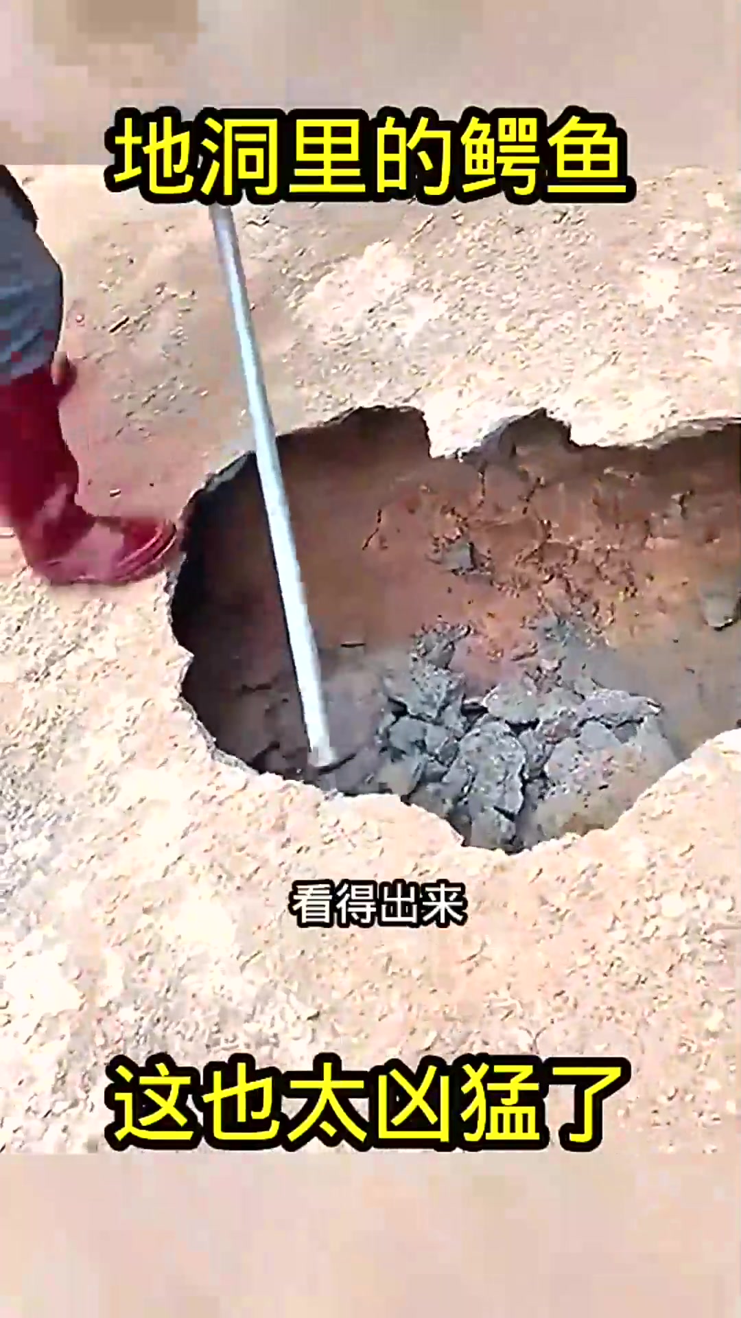  地洞里的鳄鱼，这也太凶猛了！