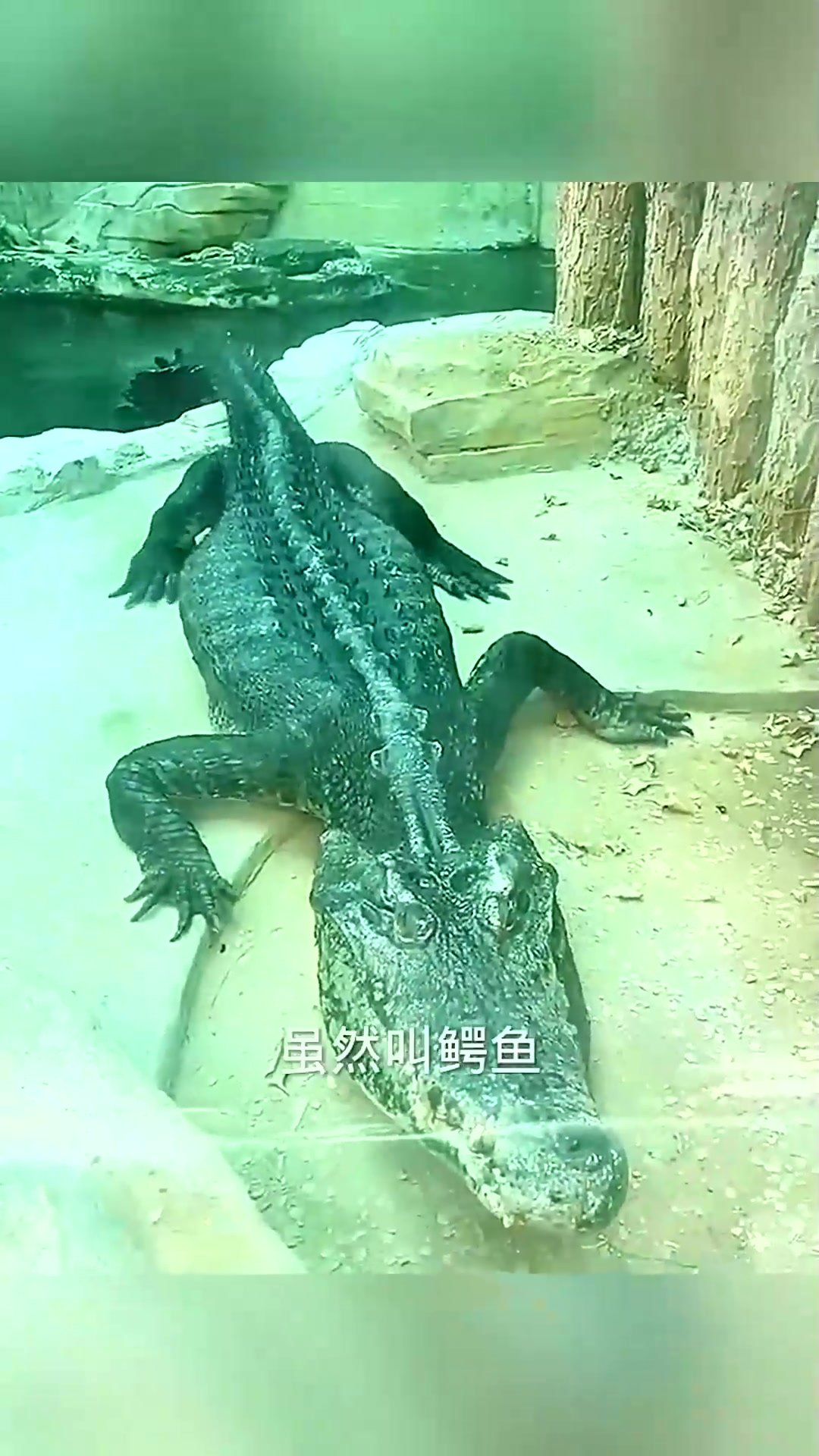  鳄养的鳄鱼，伙食真差劲！