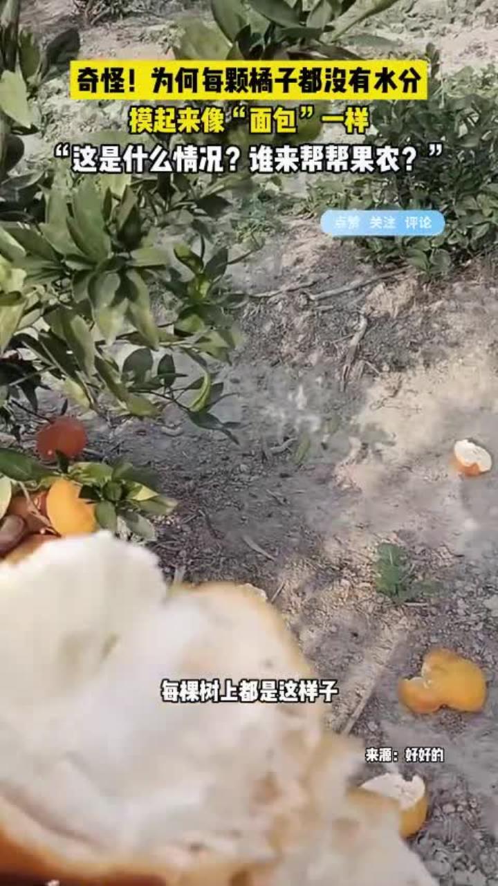 奇怪!为何每颗橘子都没有水分,像面包一样干巴巴