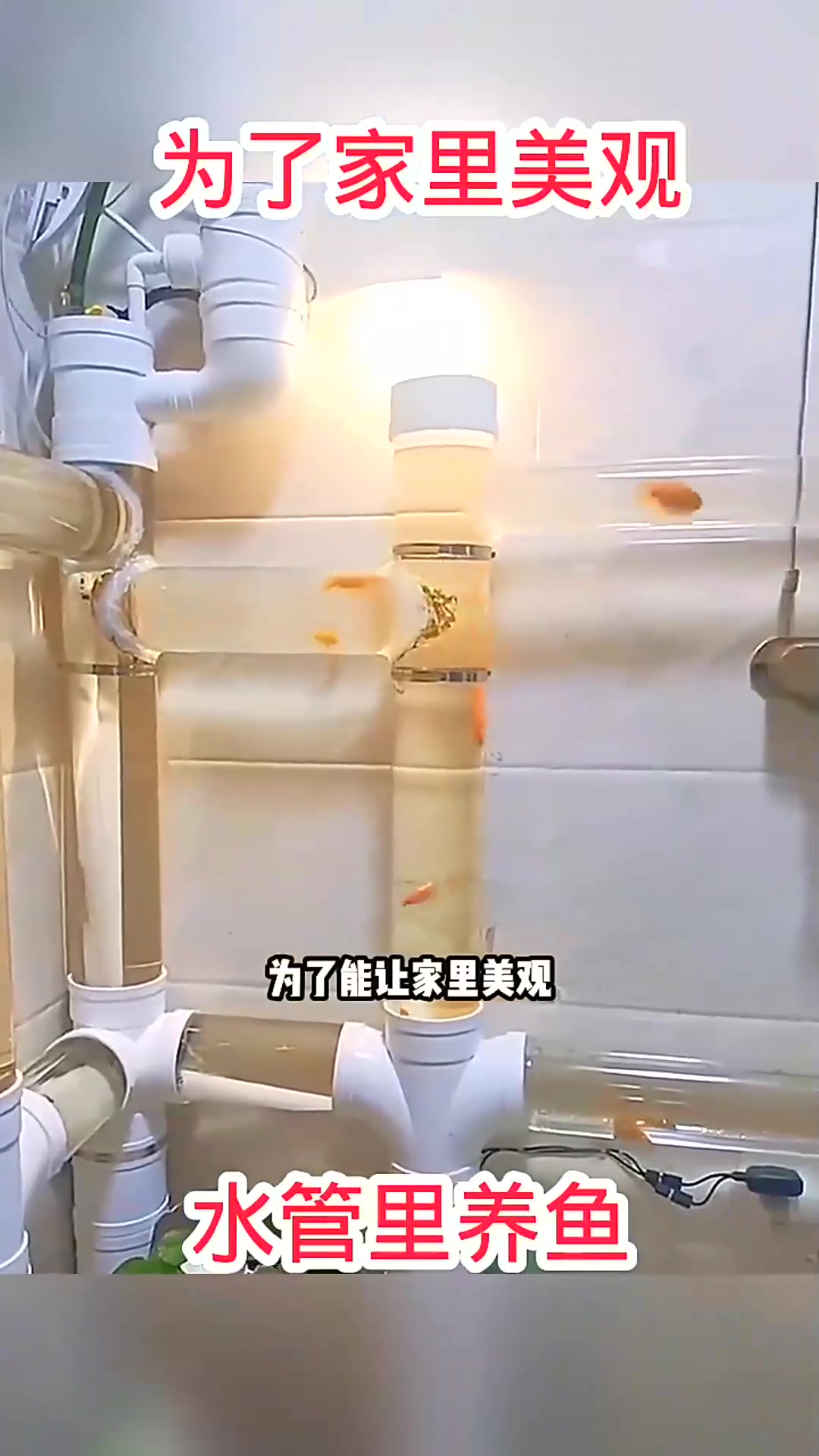  为了家里美观,水管里养鱼!