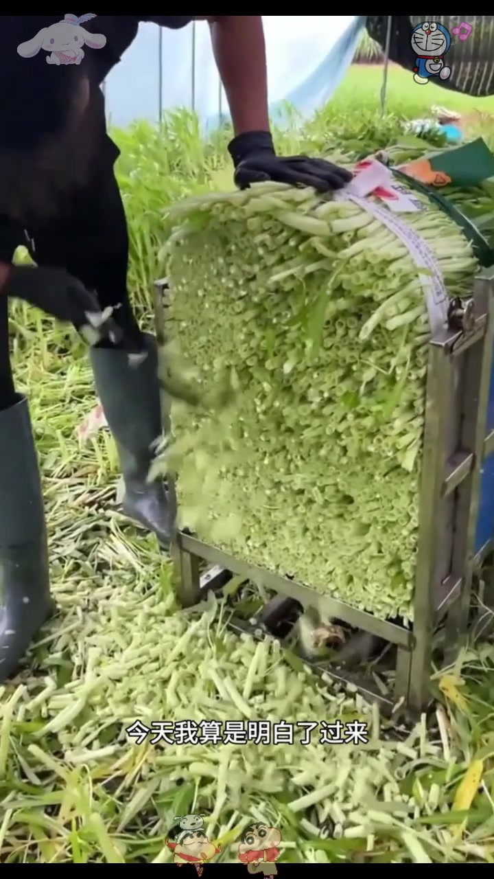  难怪每次买的菜都是整整齐齐的