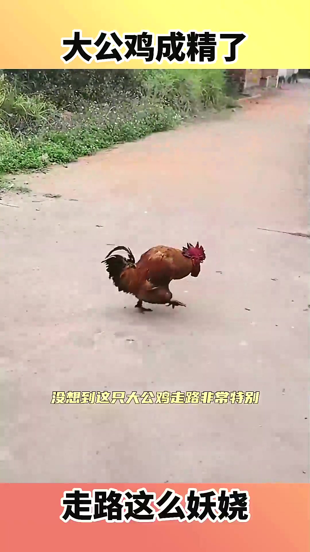  大公鸡成精了,走路这么妖娆!