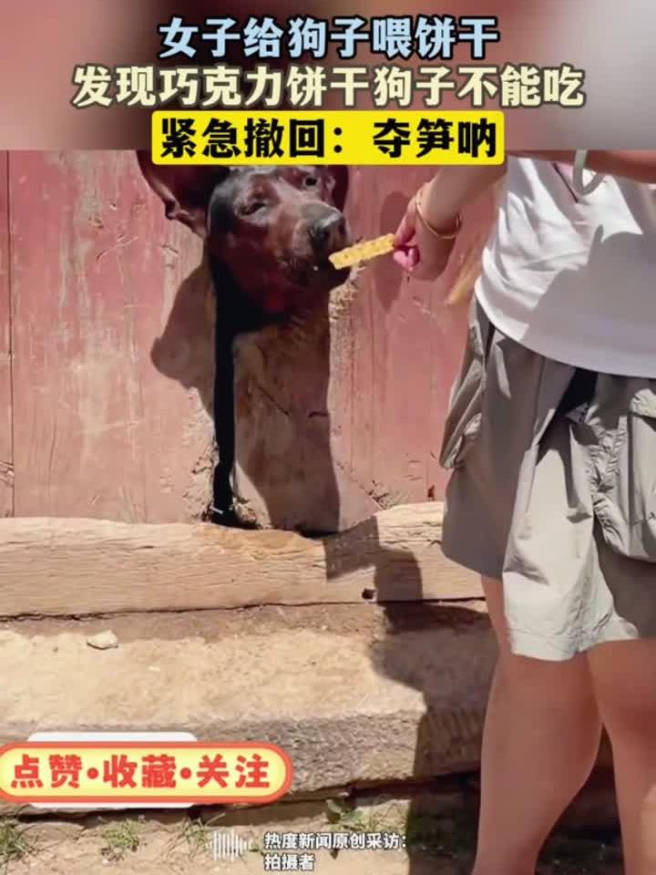 女子给狗子喂饼干,发现巧克力饼干狗子不能吃,紧急撤回:夺笋呐