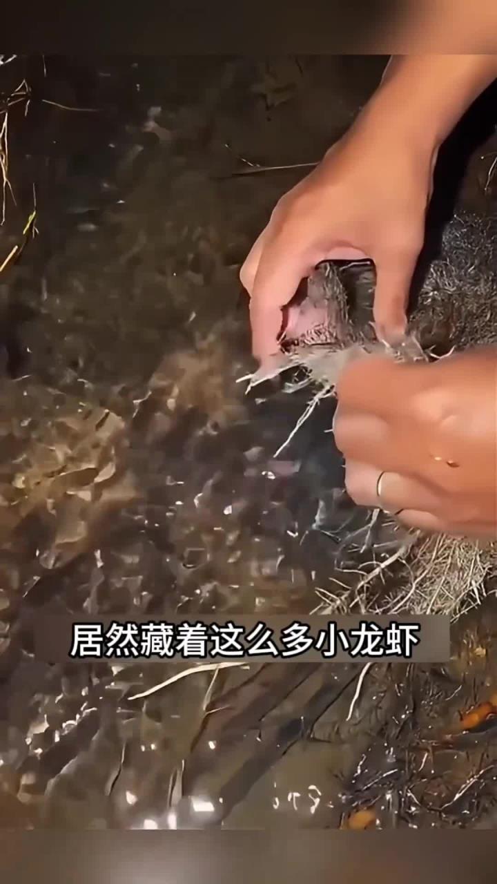 第一次见，水中竟然还有蓝色的虾，惊呆了