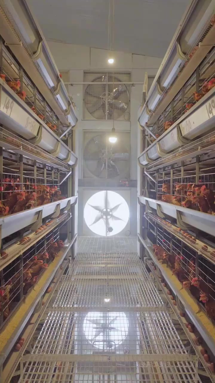 现代化养鸡场,这样的鸡好吃吗?