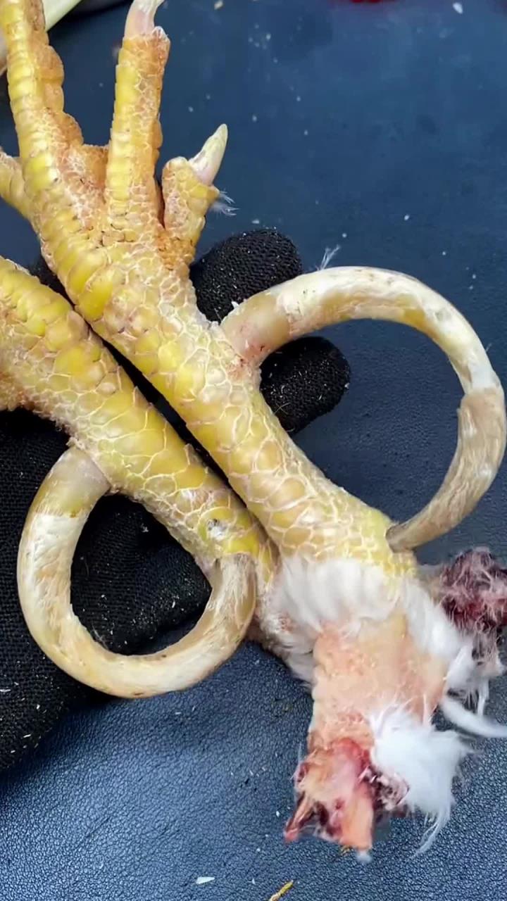 文玩鸡爪骨,文玩鸡蹬子,鸡爪子做成手把件