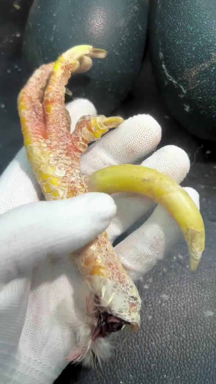 文玩鸡爪骨,文玩鸡蹬子,专业人干专业事