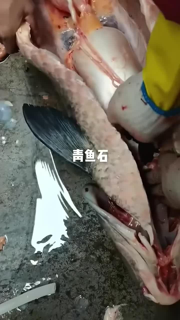 在大青鱼的脑袋里藏着一块宝石!人们叫它活玉、取下来打磨后