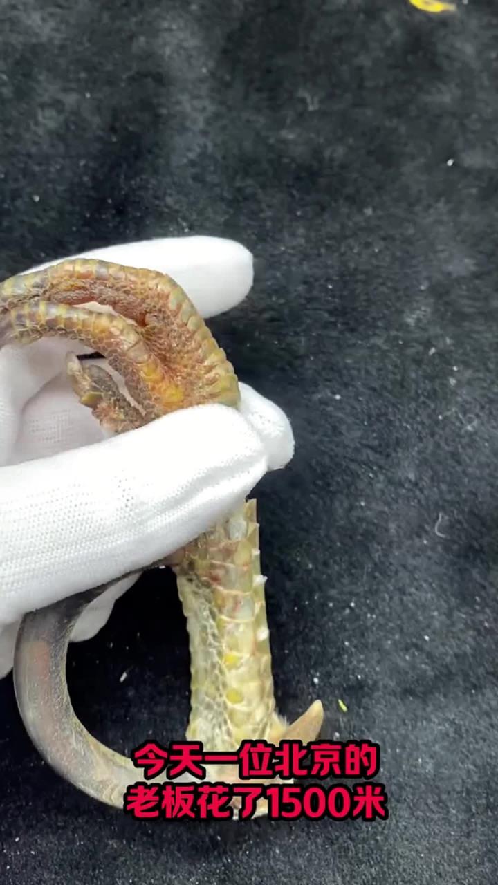 文玩鸡爪骨,文玩鸡蹬子,鸡骨头手把件您了解多少?