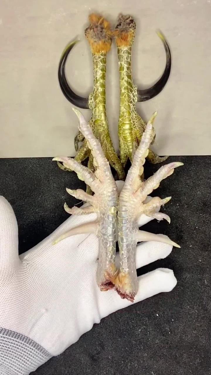 把这个千指鸡爪做成手把件,文玩鸡爪教程,文玩鸡蹬子,期待
