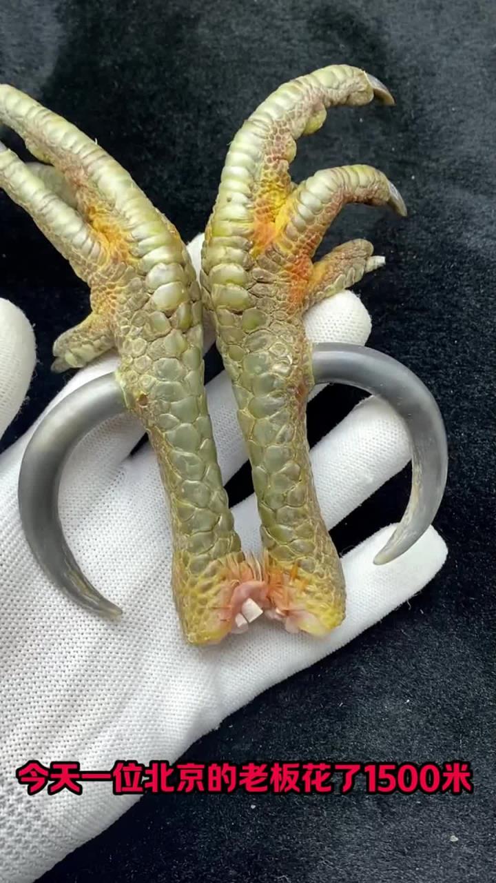 文玩鸡爪骨,文玩鸡蹬子,做鸡爪子我是专业的