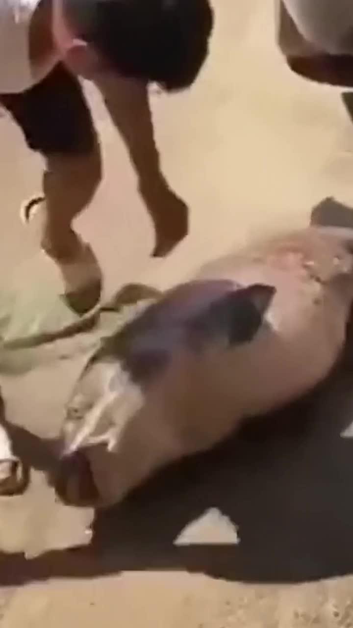 青鱼石 长在大青鱼上颚的枕骨上、坚硬如玉石、有着活玉之称