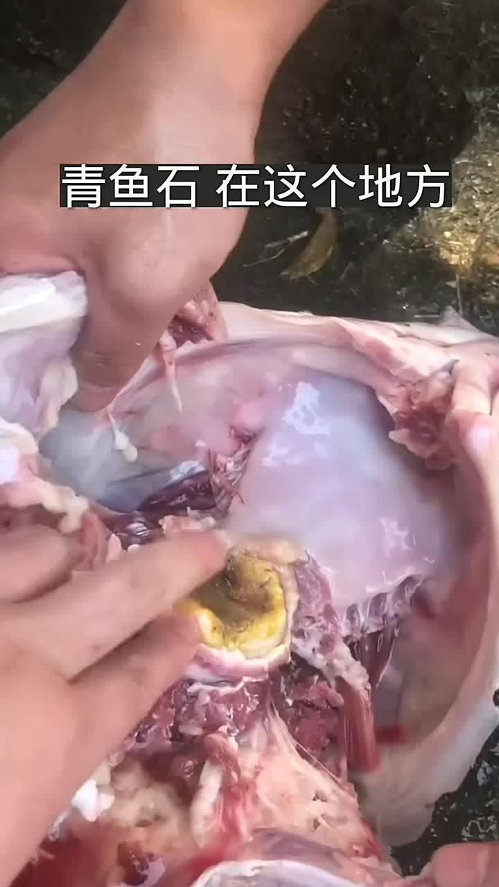 在大青鱼石上额有一个宝贝!人们叫它活玉、这就是青鱼石、质地