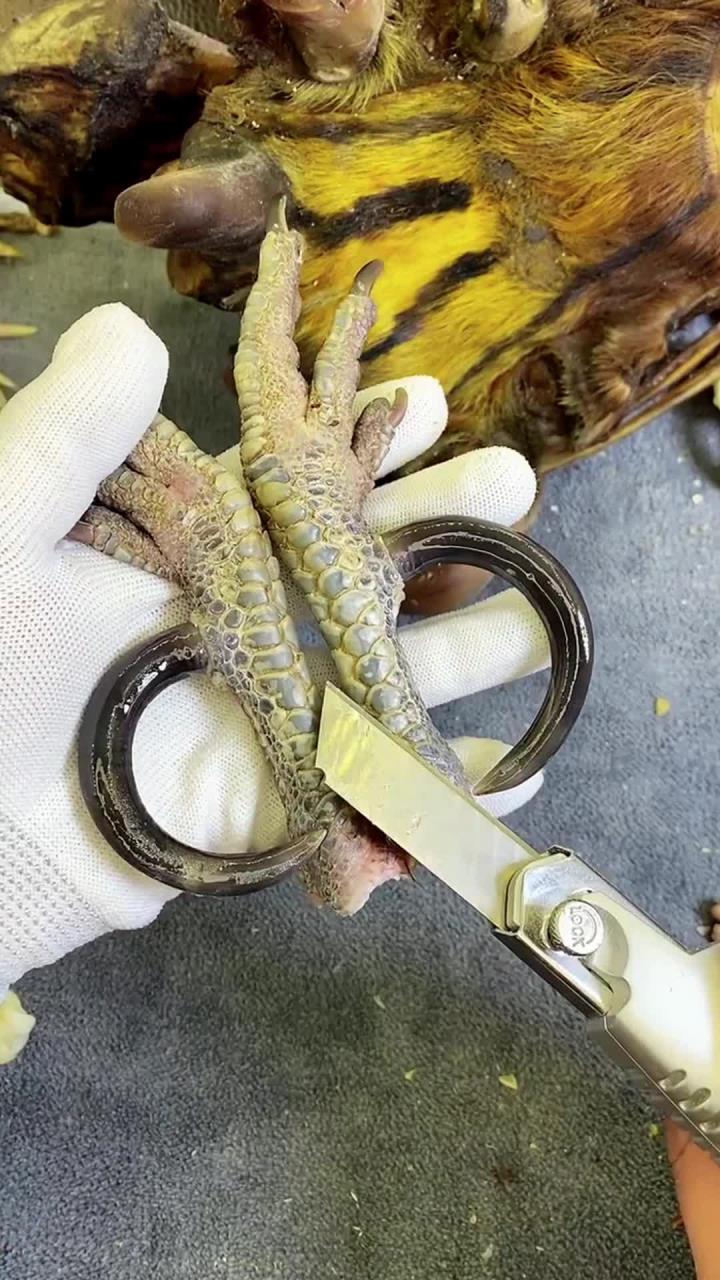 文玩鸡爪骨,文玩鸡蹬子,有人见过这么老的公鸡吗?老公