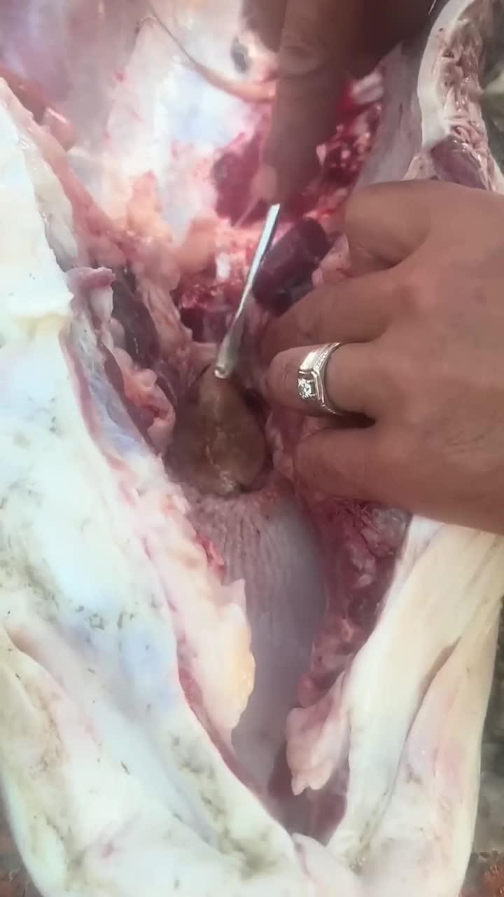 青鱼枕骨下方咽喉处有一块软骨、人们叫它活玉!它色泽如玉、质