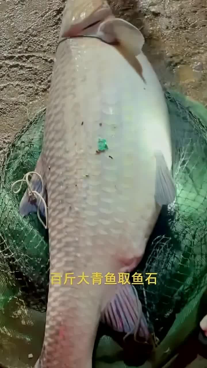 你见过给青鱼取石头吗?在大青鱼脑袋里藏着一块宝石、人们叫它