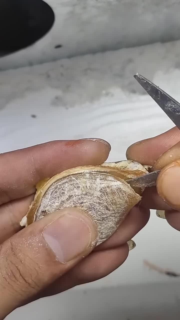 重口味文玩 青鱼石 你见过吗?在大青鱼的脑袋里藏着的宝石!