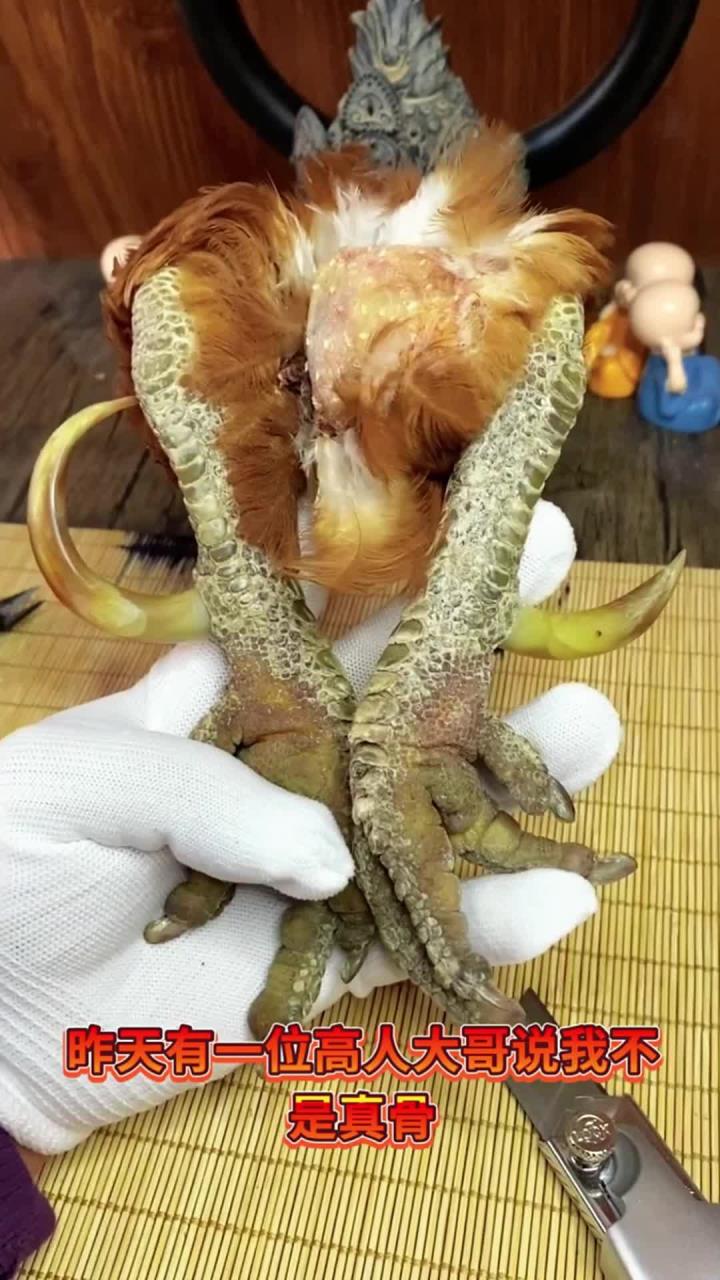 文玩鸡爪骨,鸡爪骨你玩上了么?