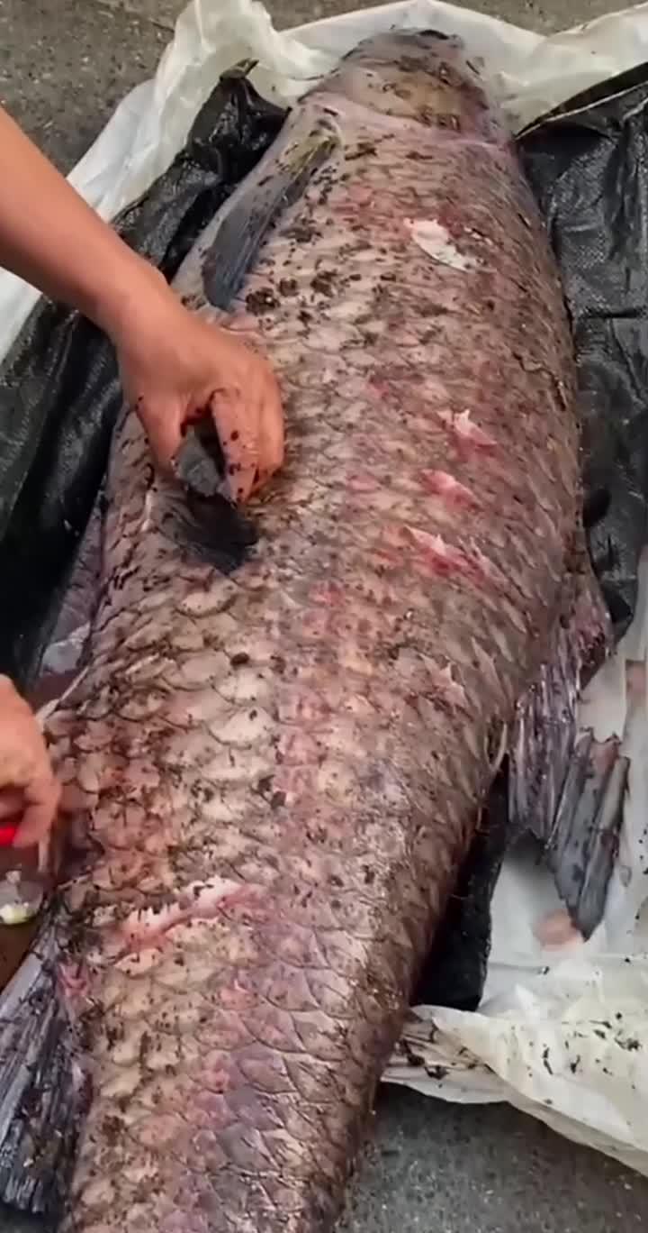 你吃过鱼肉 你见过青鱼石吗?有着活玉之称的青鱼石、打磨后是