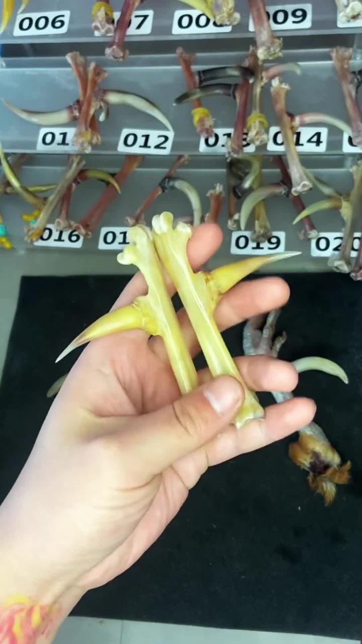 文玩鸡爪,鸡爪骨怎么盘玩,怎么保养?来看一下,文玩鸡蹬子
