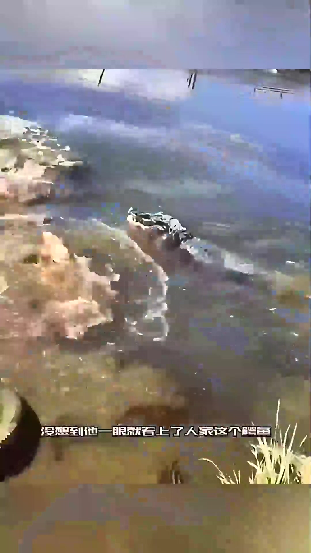  美女抓鳄鱼，你是真无敌！