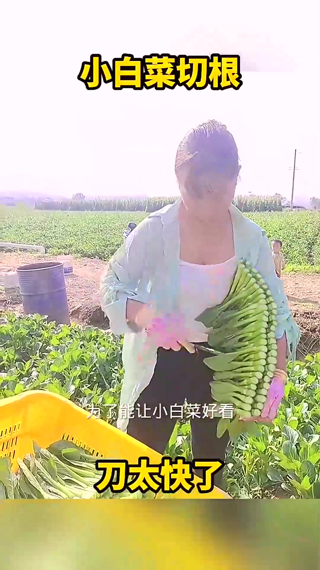  小白菜切根,刀太快了!
