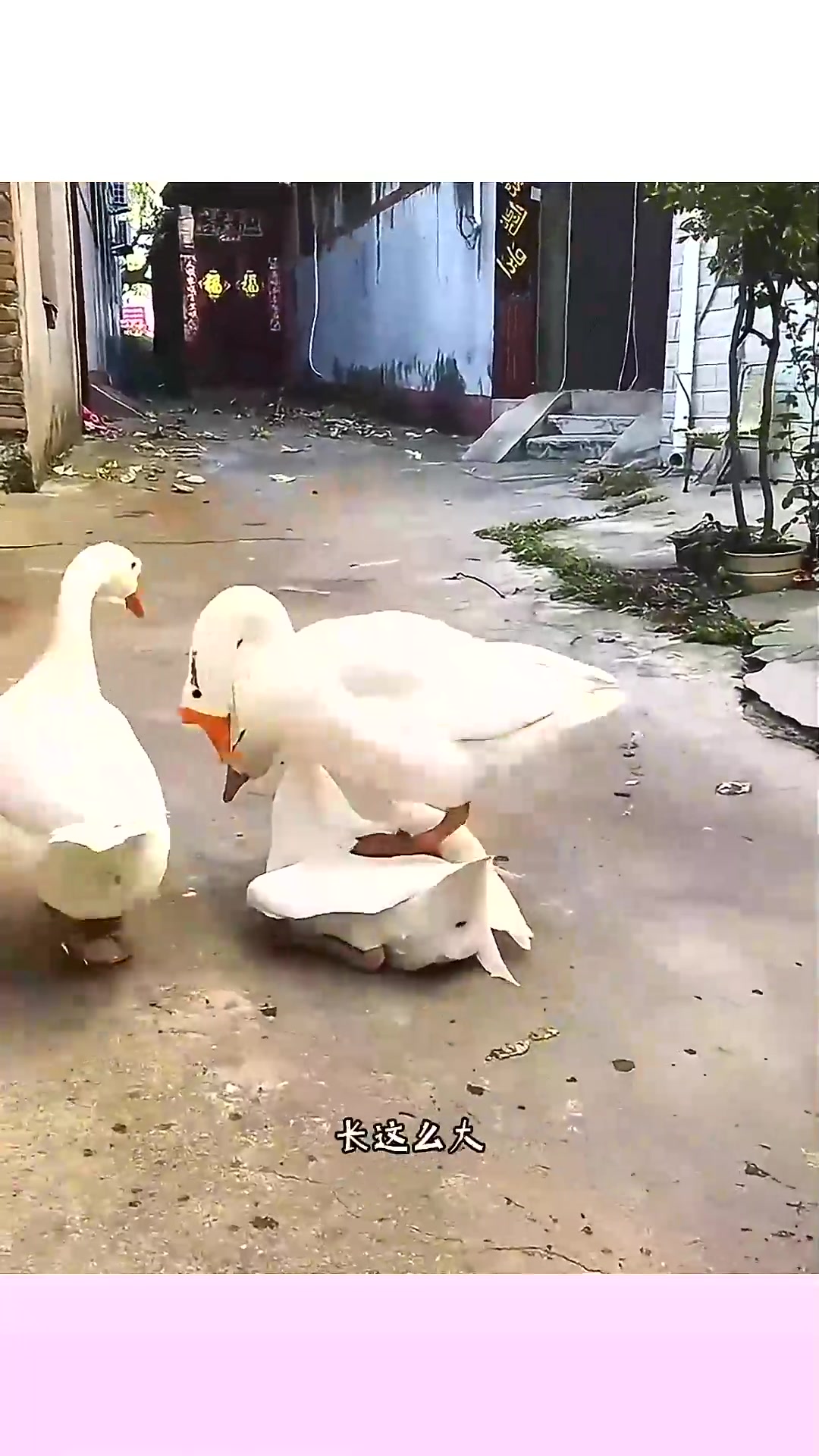  大白鹅打架,真是惊呆了!