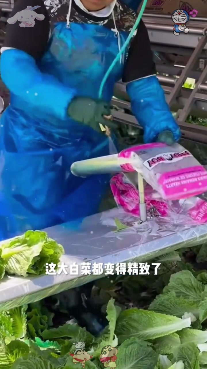  大的小的都是白菜,包装好就卖的贵,还是农村自己种的小白菜好!