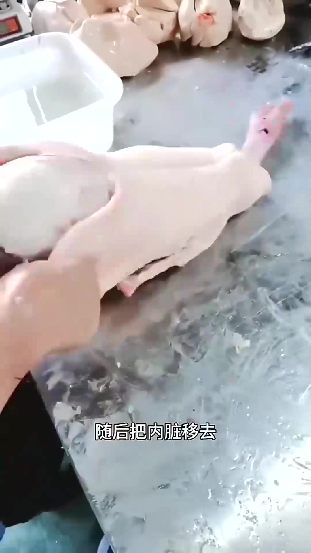  取鹅肝的过程,这鹅是吃什么长大的