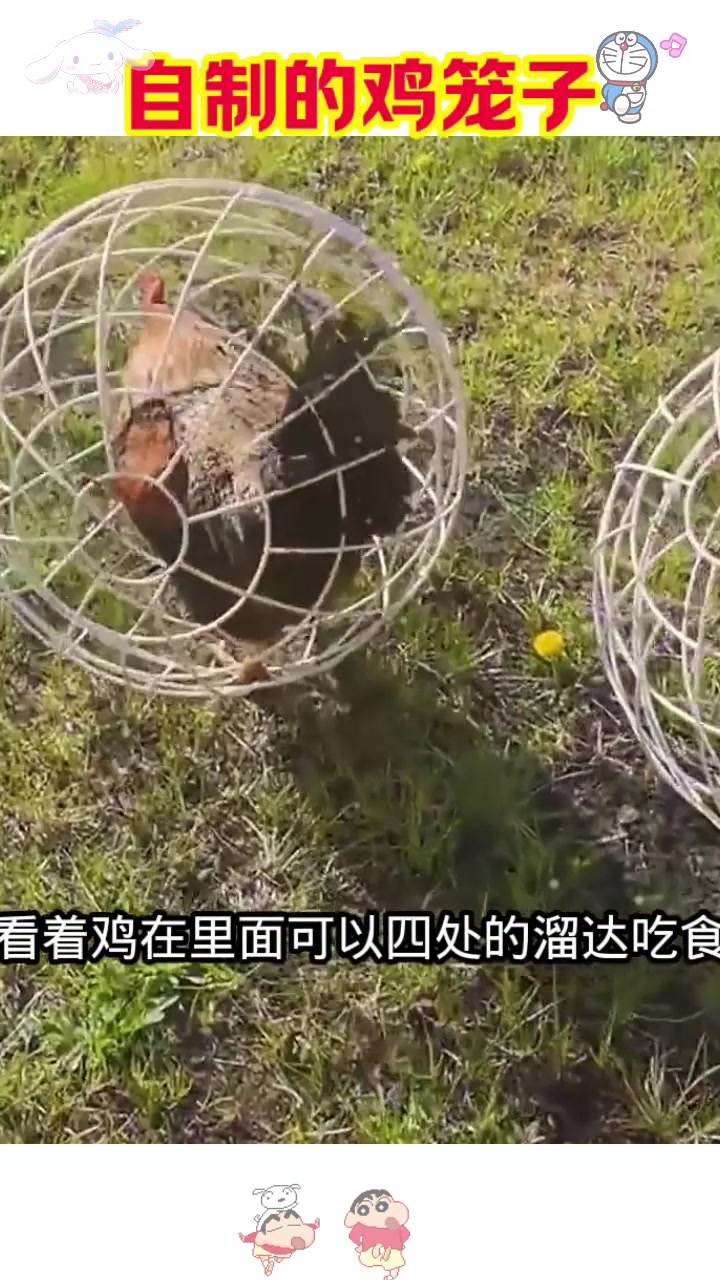  自制的鸡笼子,太有才了