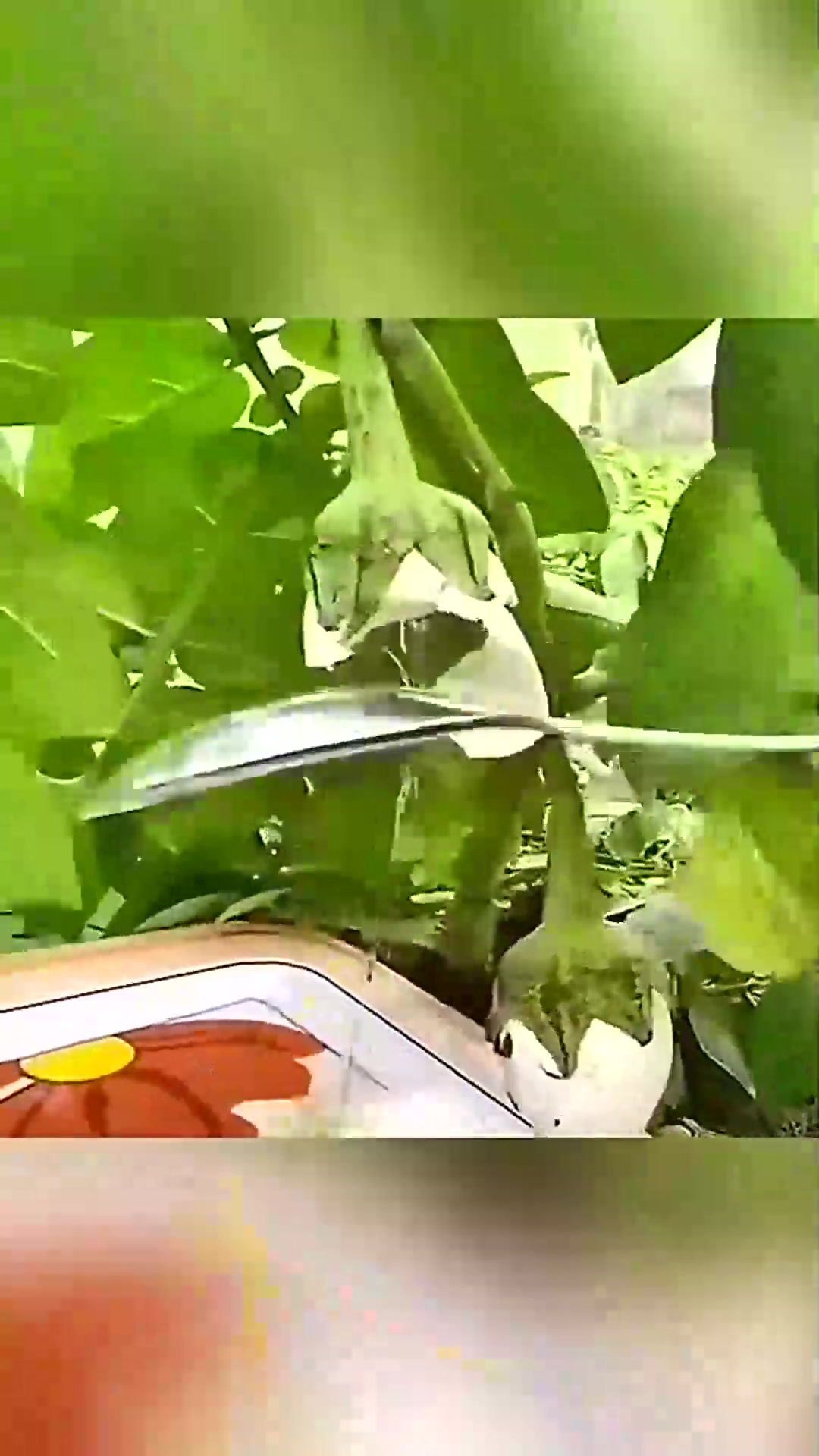  这是什么品种,茄子苗长出鸡蛋!