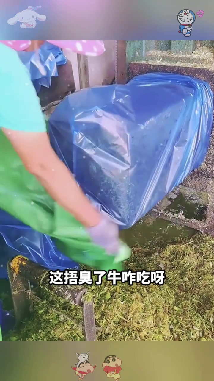  牛瘪汤是这样来的,长见识了