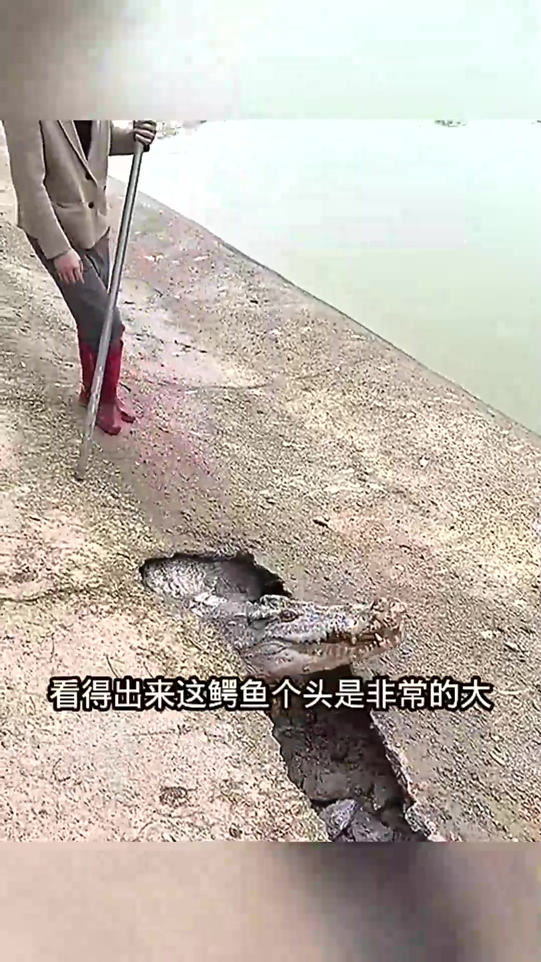  河边发现鳄鱼，这也太凶猛了！