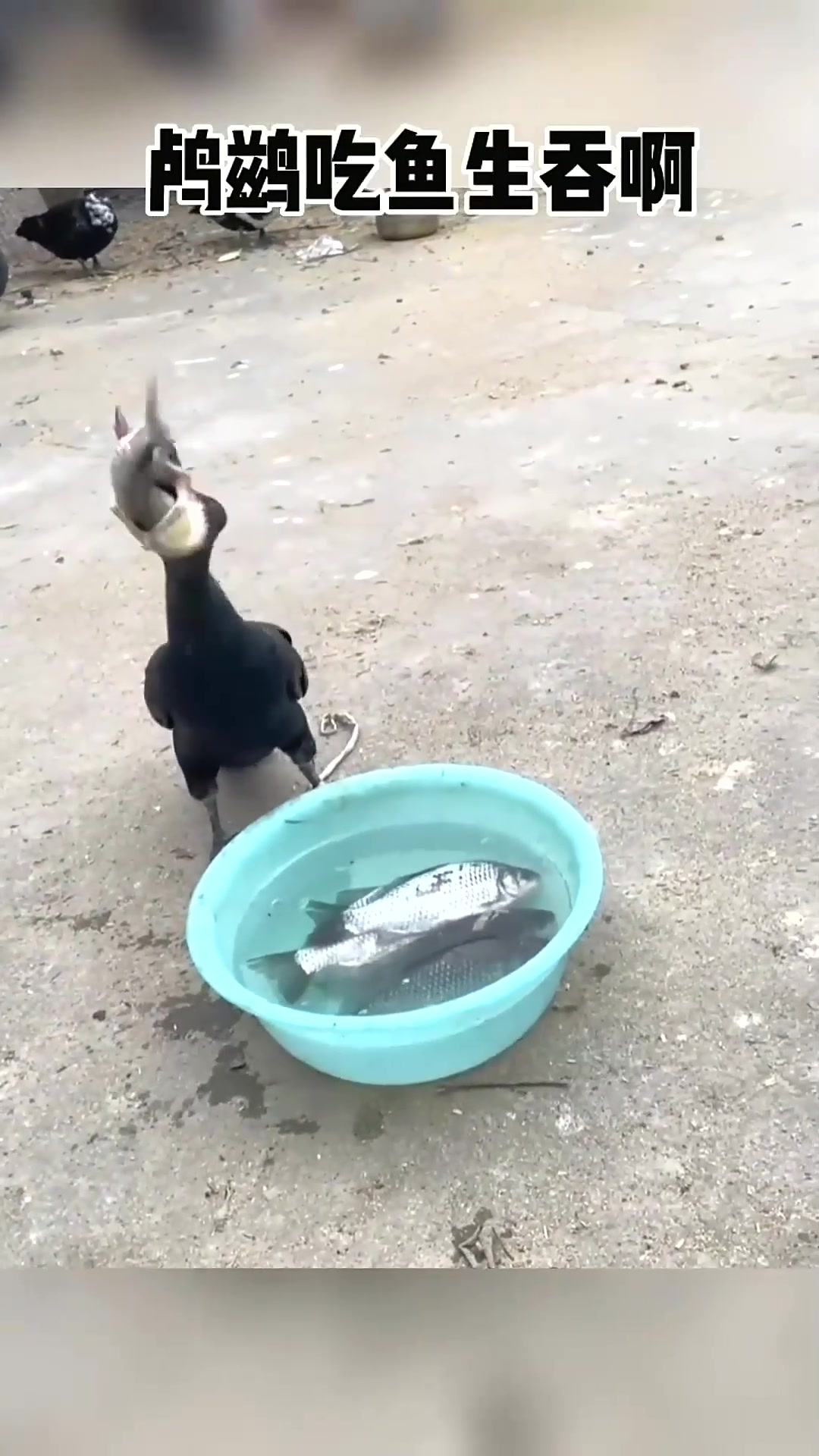  鱼鹰吃鱼,这是整个的吞了啊,这胃口是真不小啊