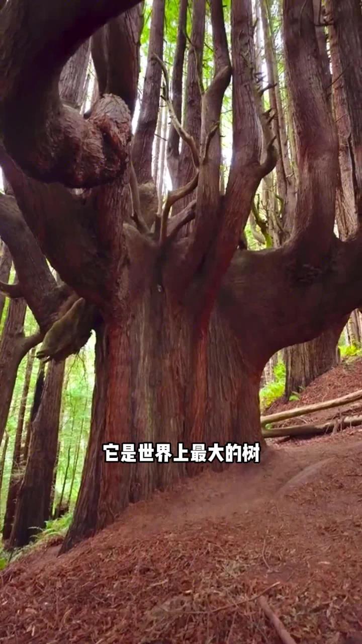 世界上最大的树,红杉树
