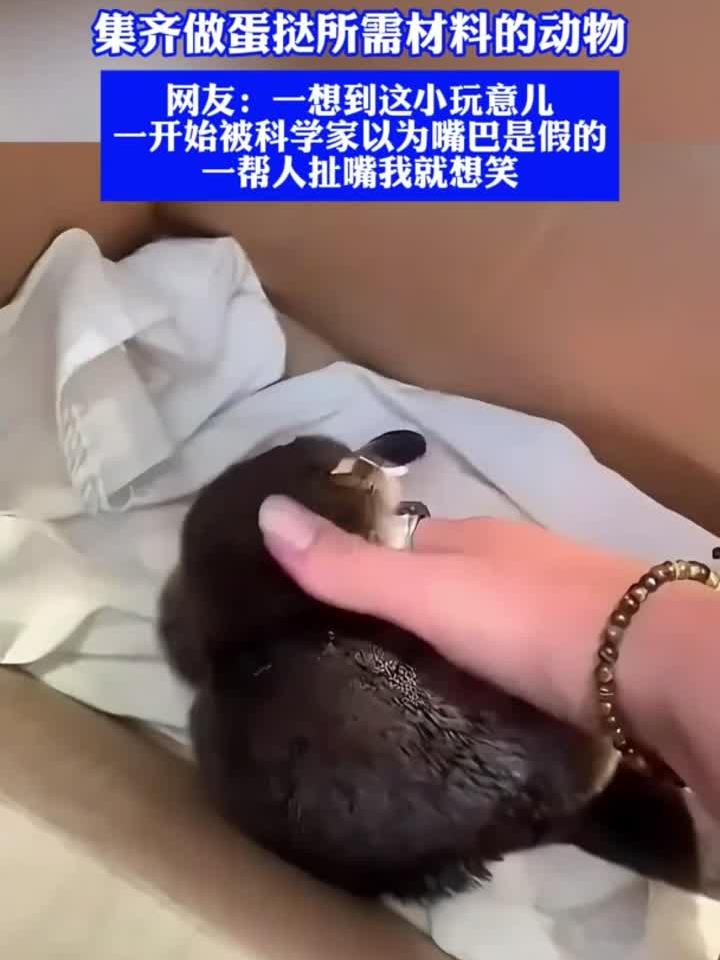 听说鸭嘴兽挺喜欢人类抚摸的,集齐做蛋挞所需材料的动物