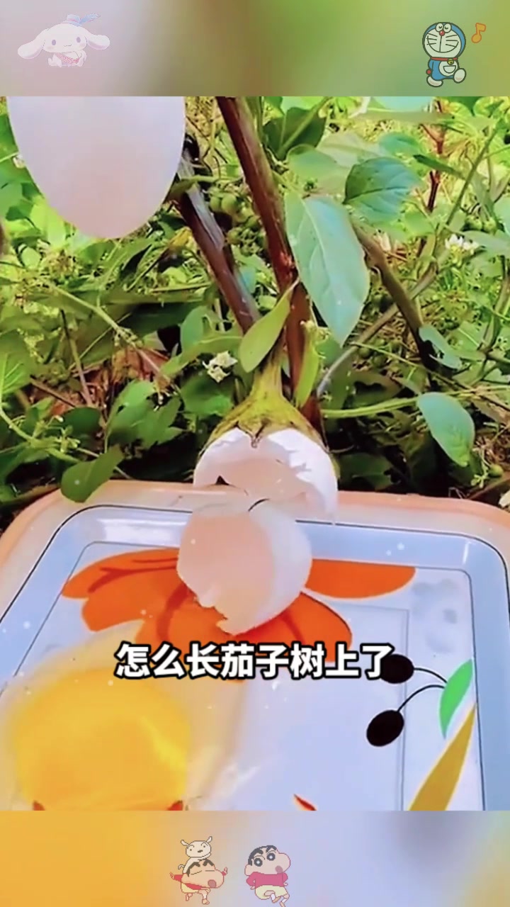  茄子树上长鸡蛋,根本说不清楚