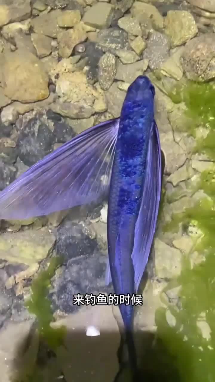 没想到会飞的鱼真的存在