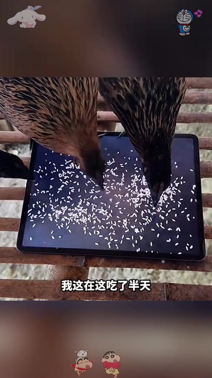  小鸡吃米，吃了个寂寞啊！