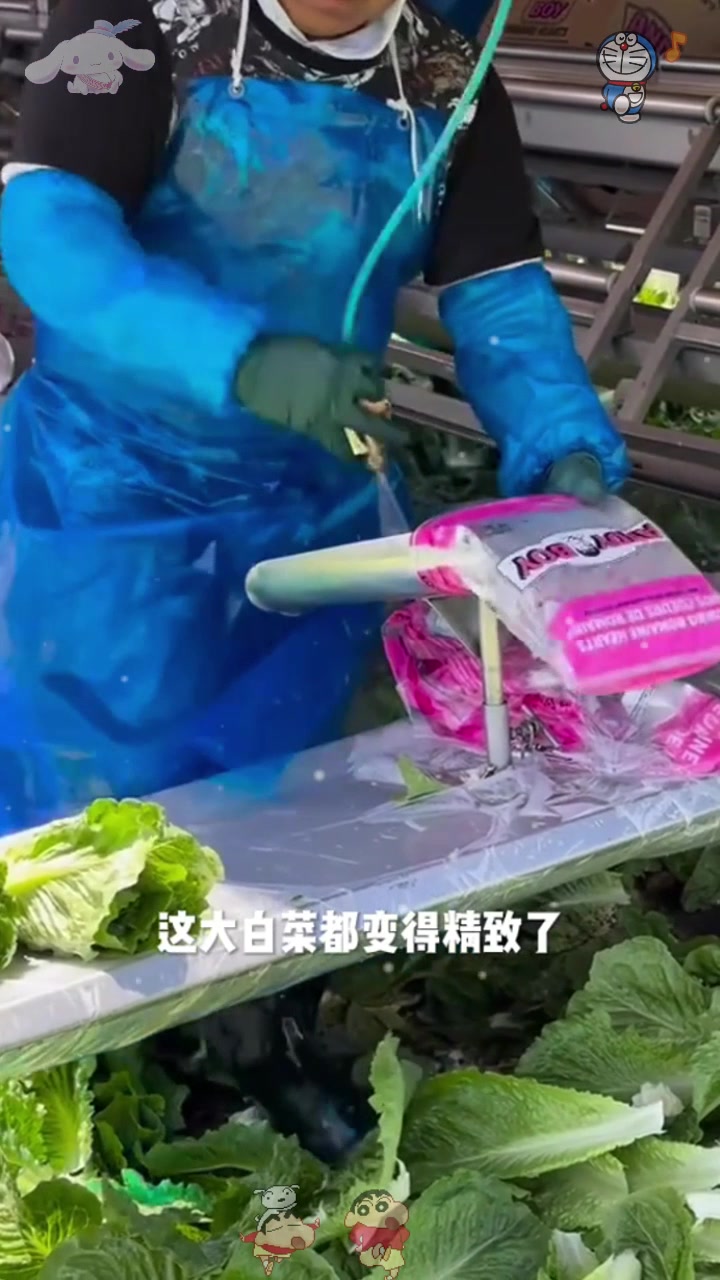  大的小的都是白菜,包装好就卖的贵,还是农村自己种的小白菜好!