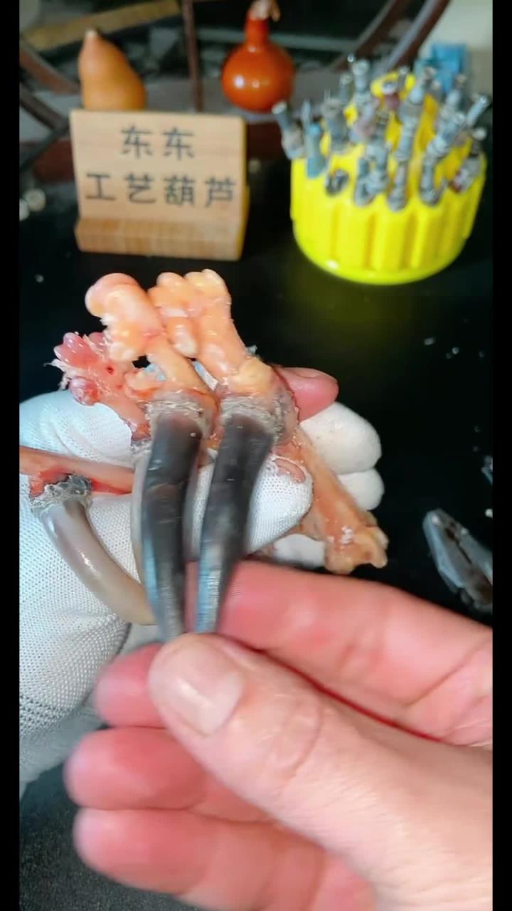 文玩鸡爪骨,文玩鸡爪,鸡爪脱骨技巧