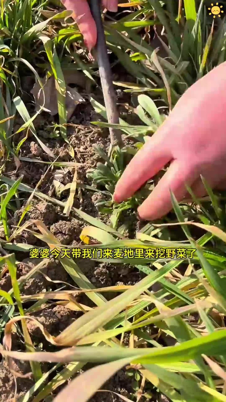 又到了吃野菜的季节,婆婆今天挖的羊蹄子阔,实在是太好吃了