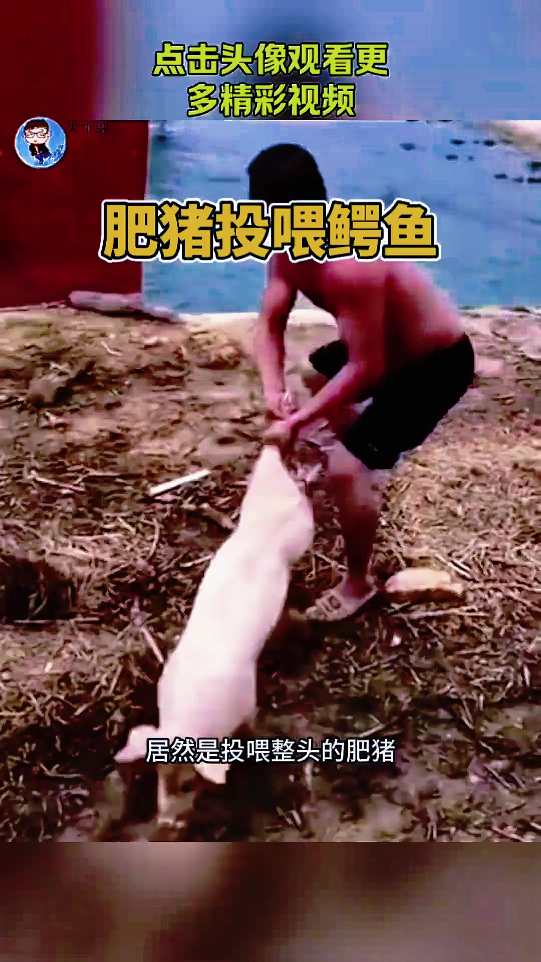 肥猪投喂鳄鱼，太奢侈了