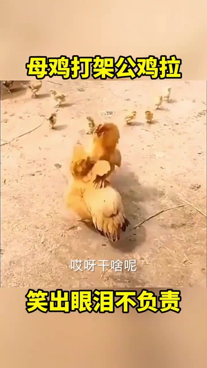 母鸡打架公鸡拉,笑出眼泪不负责!