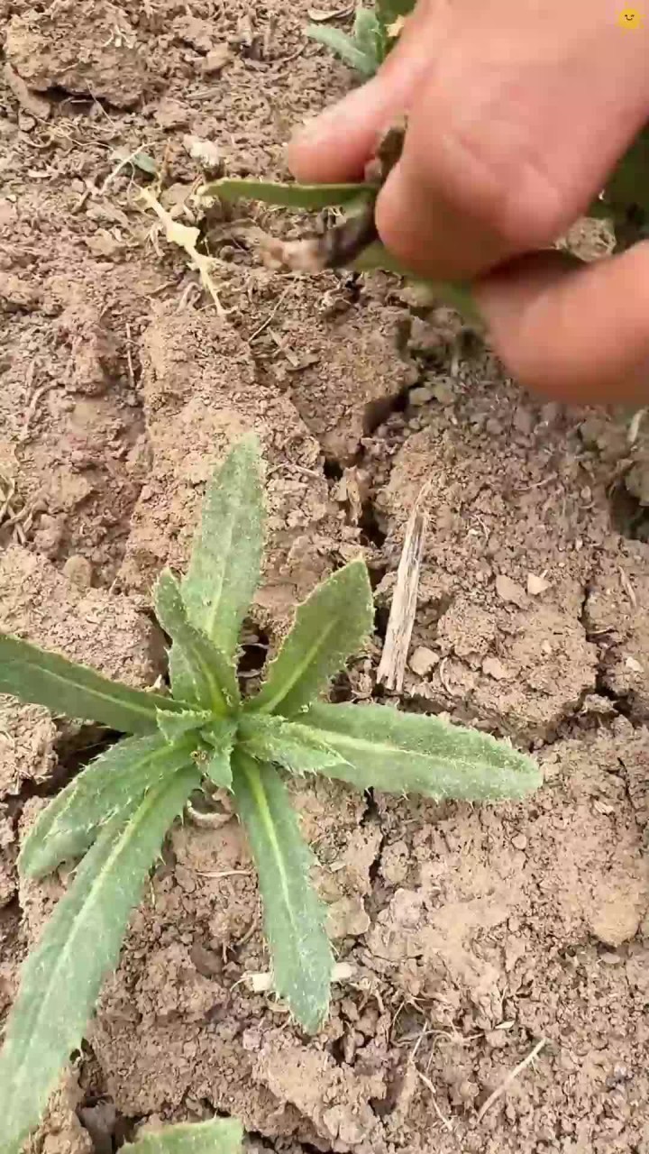 春天不可错过的野菜 刺菜做面那叫一个好吃。有吃过的朋友吗?