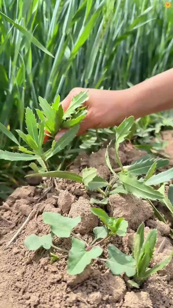 用刺菜做的菜豆腐,估计很多60年代70年代的老一辈都吃过吧