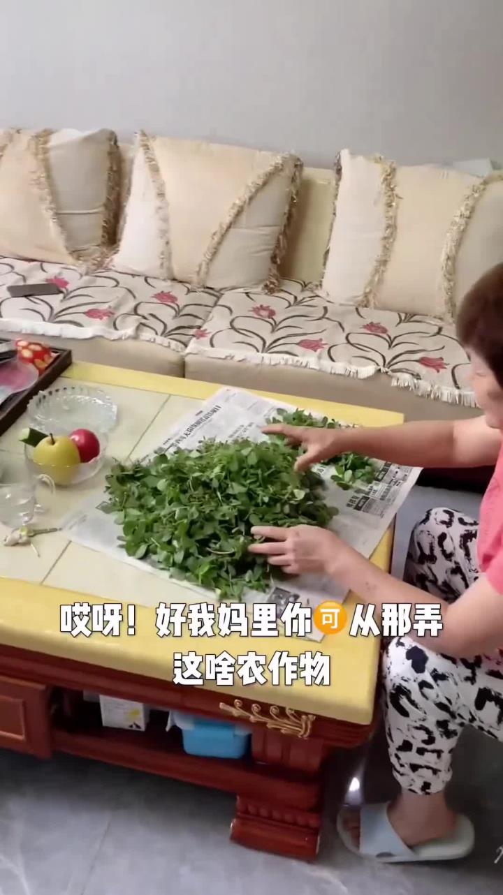 马齿菜烙盒子,妈妈的味道,儿时的记忆,家常饭,仅供参考