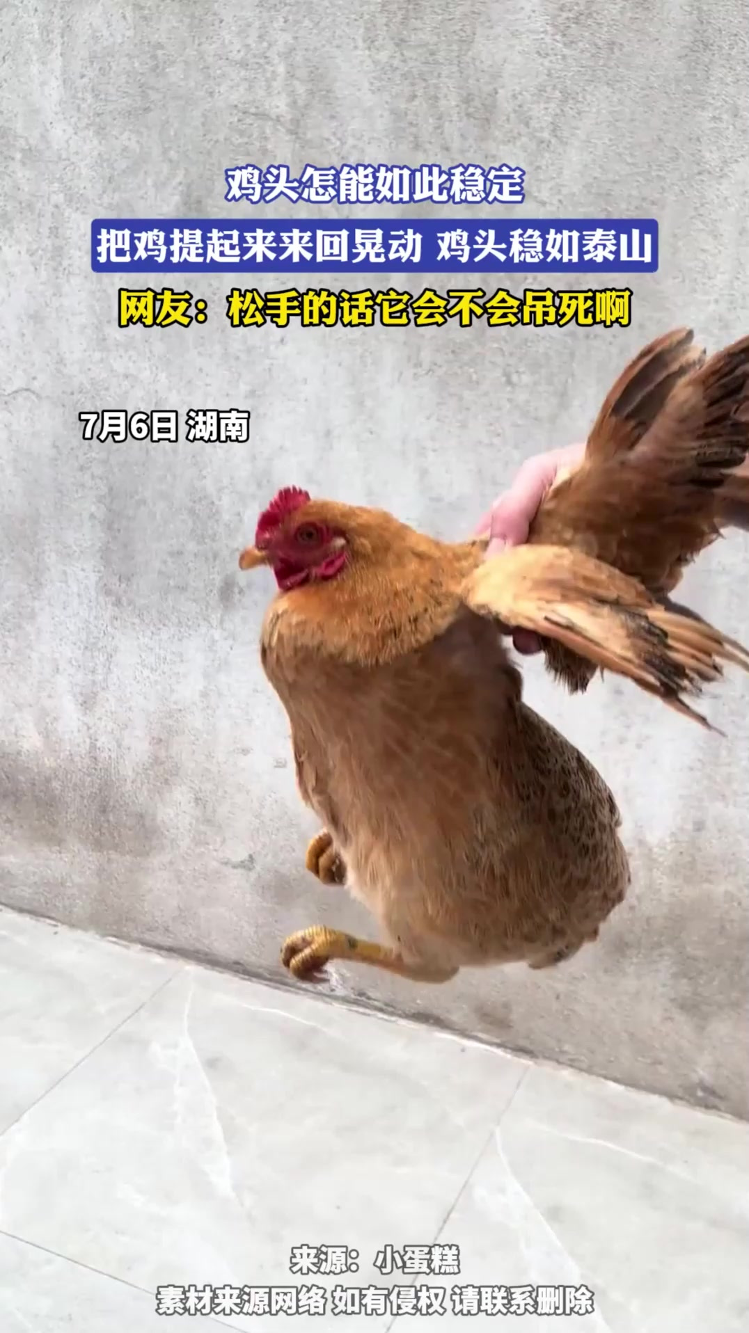 鸡头怎能如此稳定，把鸡提起来来回晃动，鸡头稳如泰山