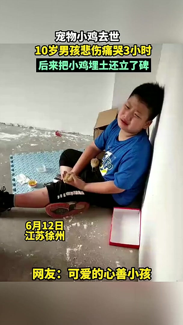 乡镇观察 宠物小鸡去世,10岁男孩悲伤痛哭3小时,后来把
